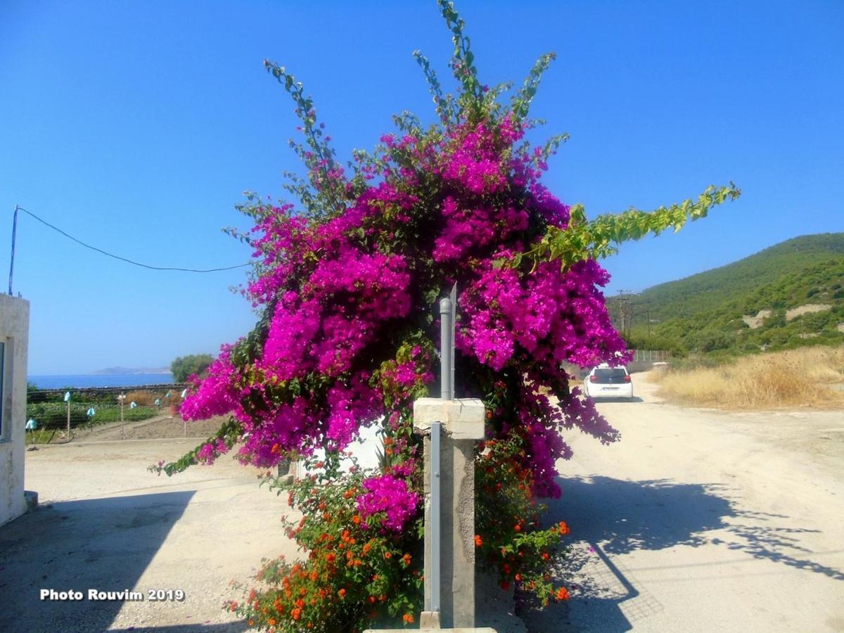 Inn Star Sianna Village To Let *